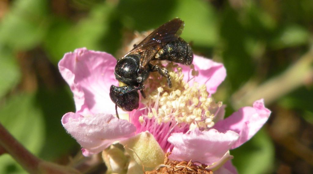 Ceratina cucurbitina su rovo (Grecia)